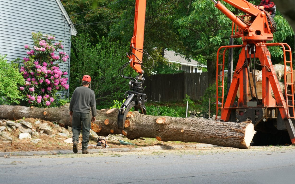 An image of Tree Removal in Centralia WA