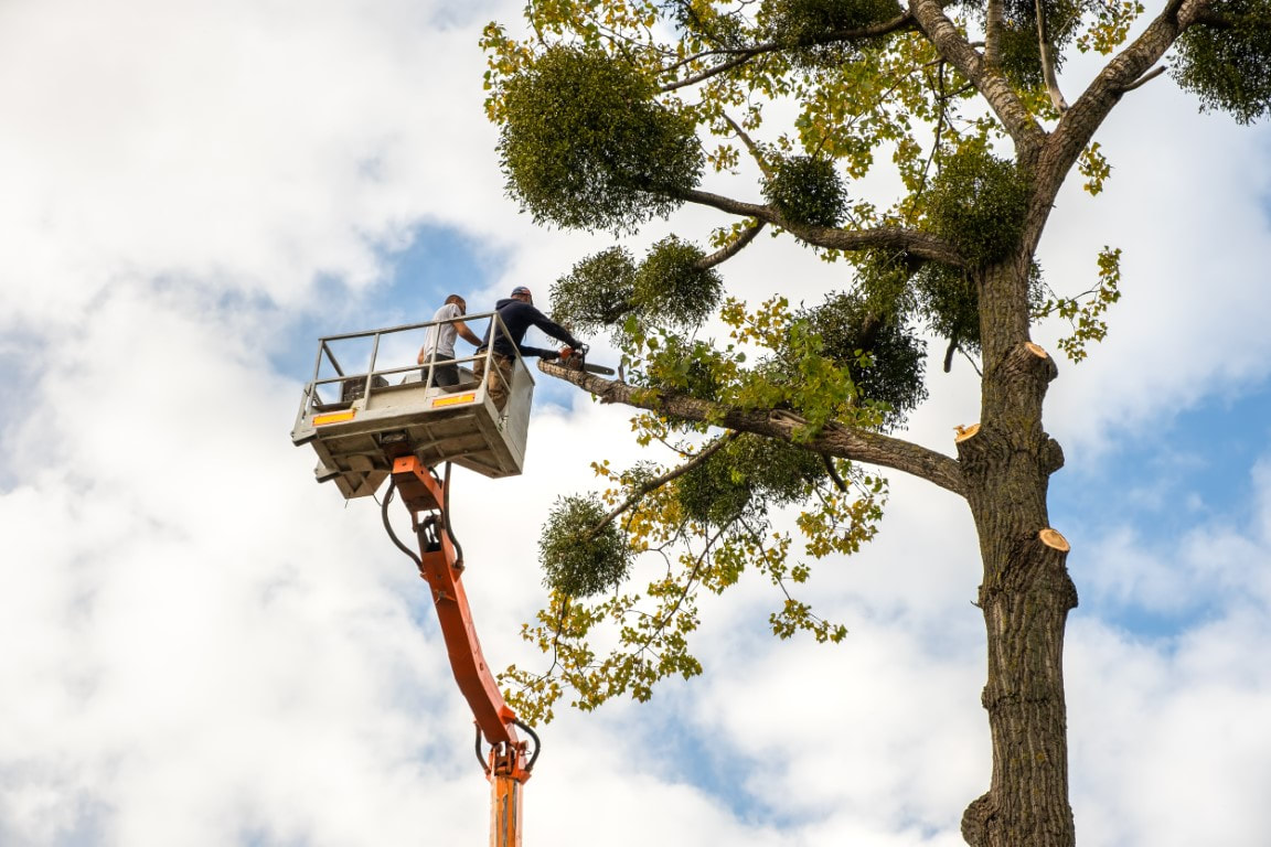 An image of Tree Trimming in Centralia WA